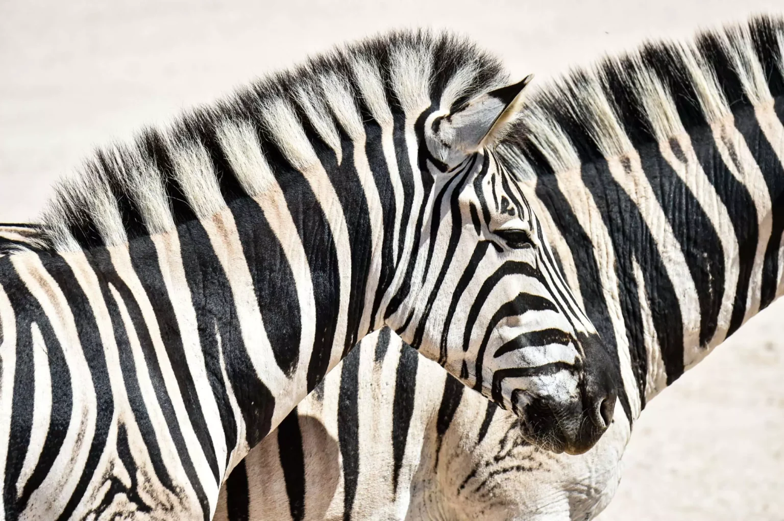 2.-Safari-Ponant-Africa-N°-2277_Y240318_Ado©StudioPONANT-Margot.Sib_-scaled